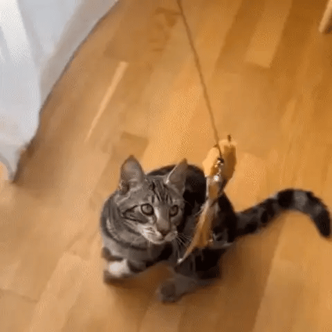 Interactive Bird Toy