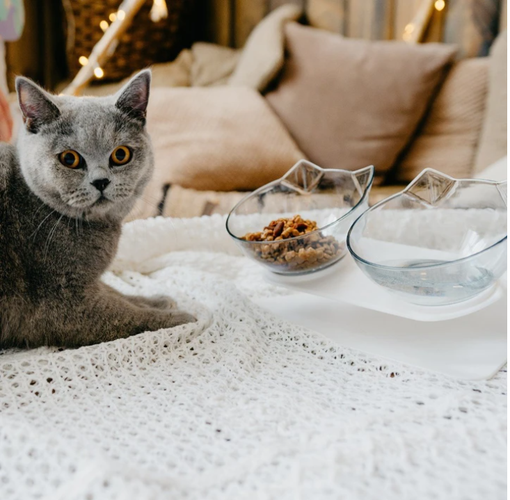 What are the benefits of an elevated cat bowl?