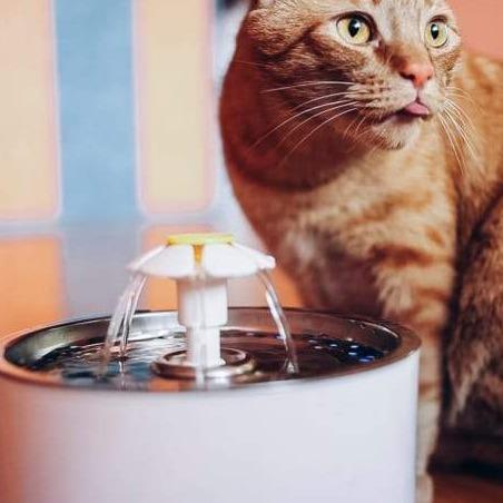 Should You Get Your Cat a Water Fountain?
