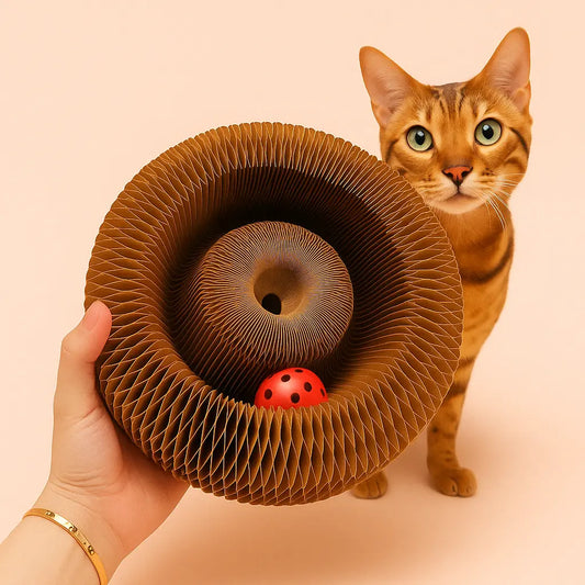 The Cat-cordion