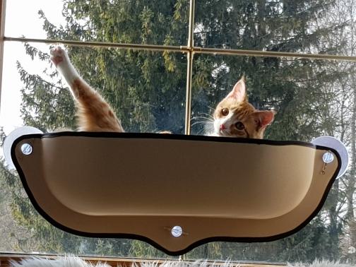 Window Hammock for Cats